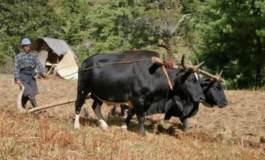 Bumthang-Cultural-Trek2