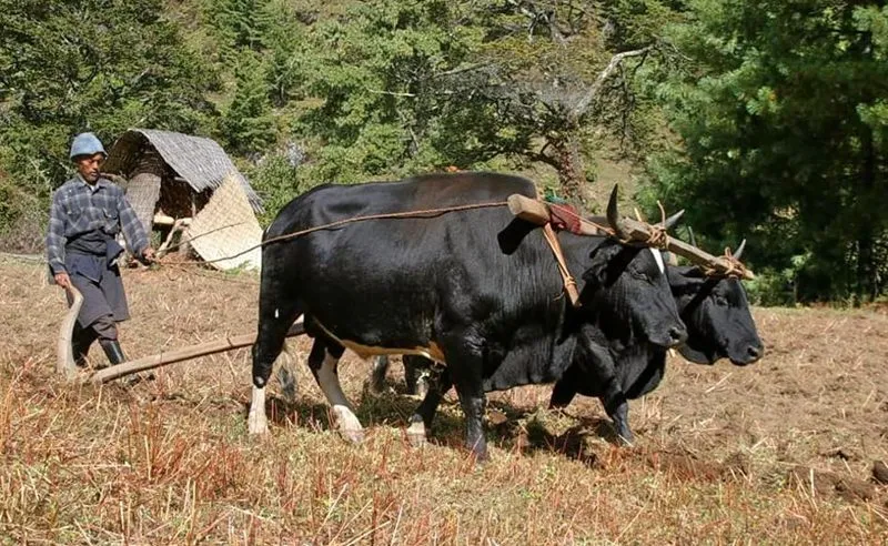 Bumthang-Cultural-Trek2