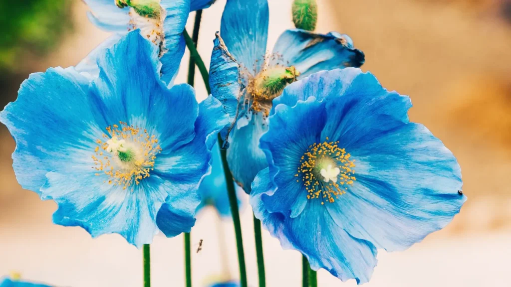 Himalayan blue poppy - National Flower of Bhutan