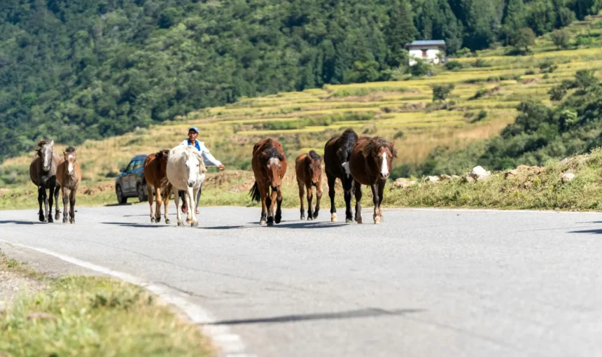 Road Condition in Bhutan