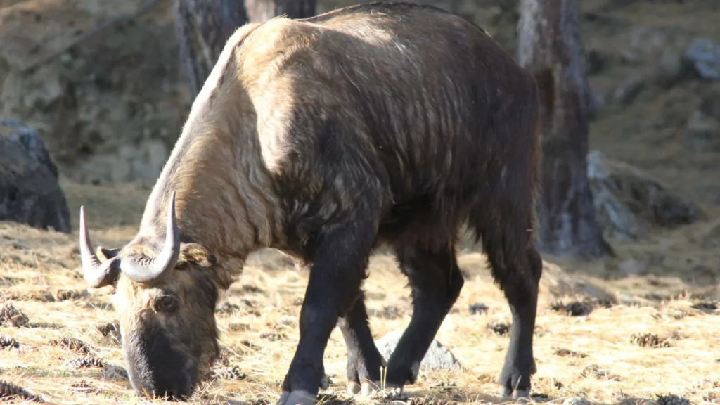 Takin - Animals in Bhutan
