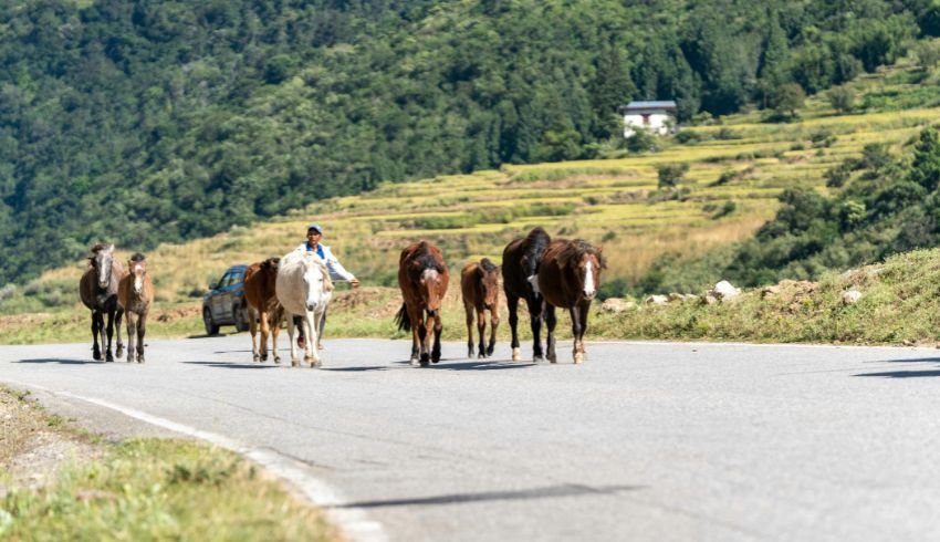 Bhutan Traveling by Road - Tourinbhutan