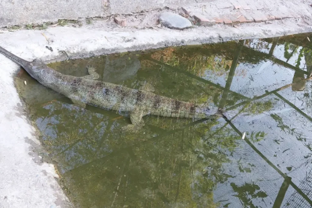 Amo Chhu Crocodile Breeding Centre